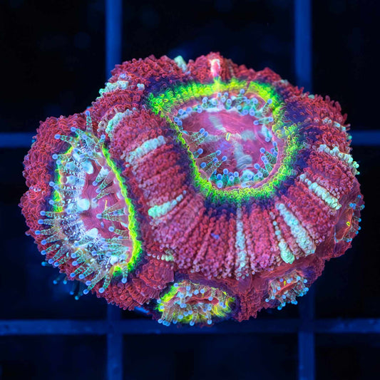 Toxic Halo Asian Acan