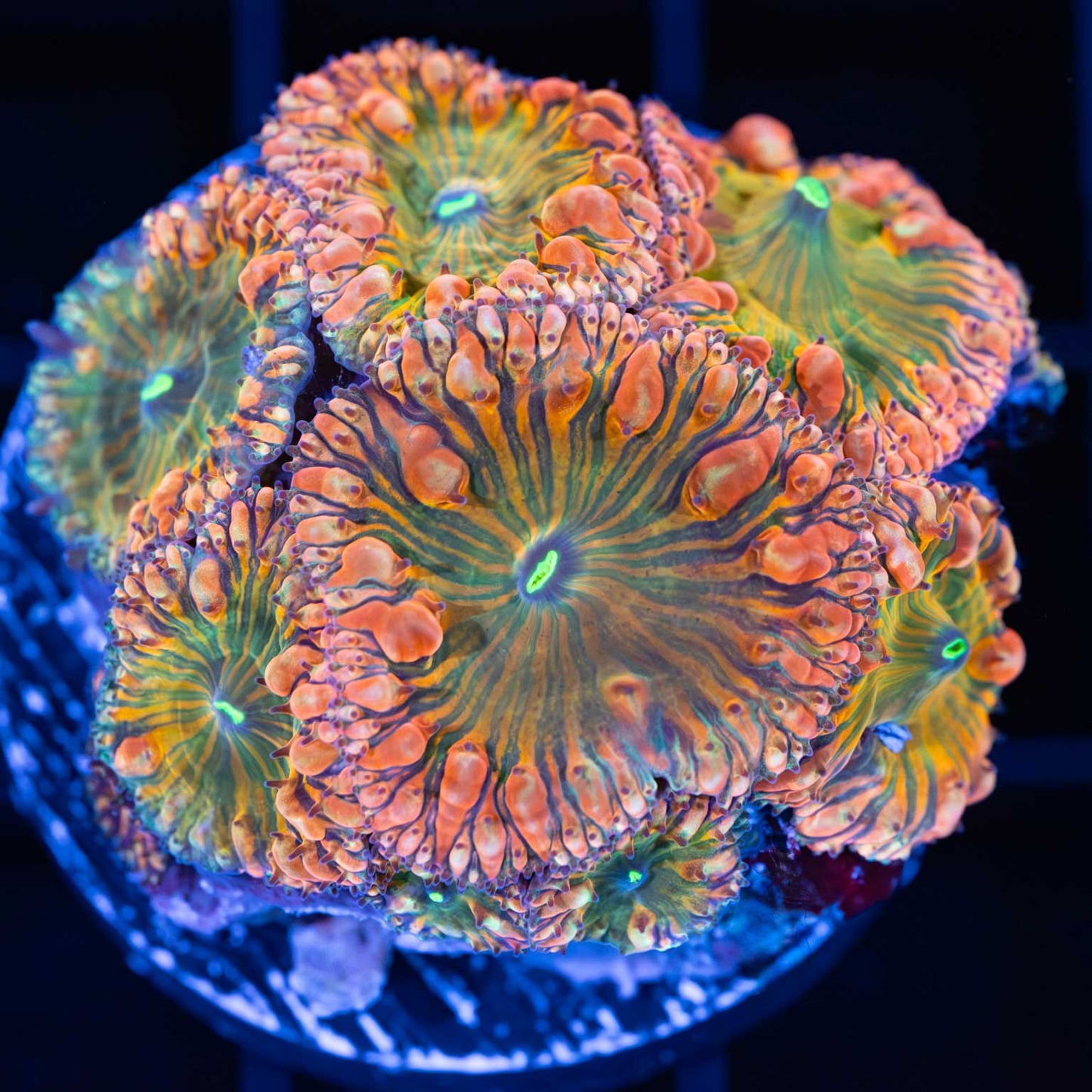 Rainbow Blastomussa Colony