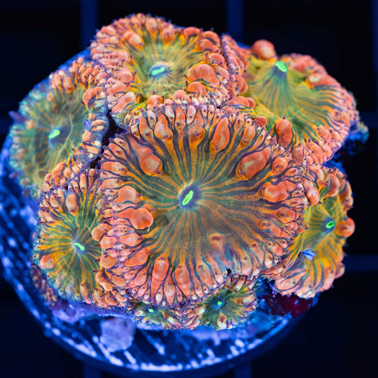 Rainbow Blastomussa Colony
