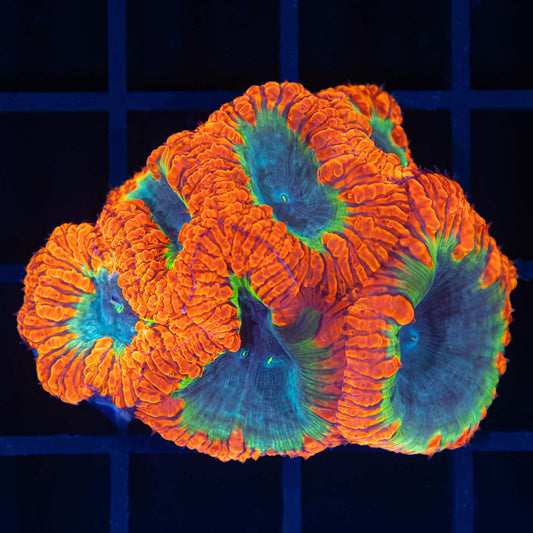 Rainbow Blasto Colony