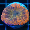 Orange Rainbow