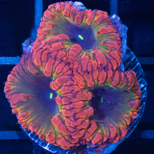Rainbow Blastomussa