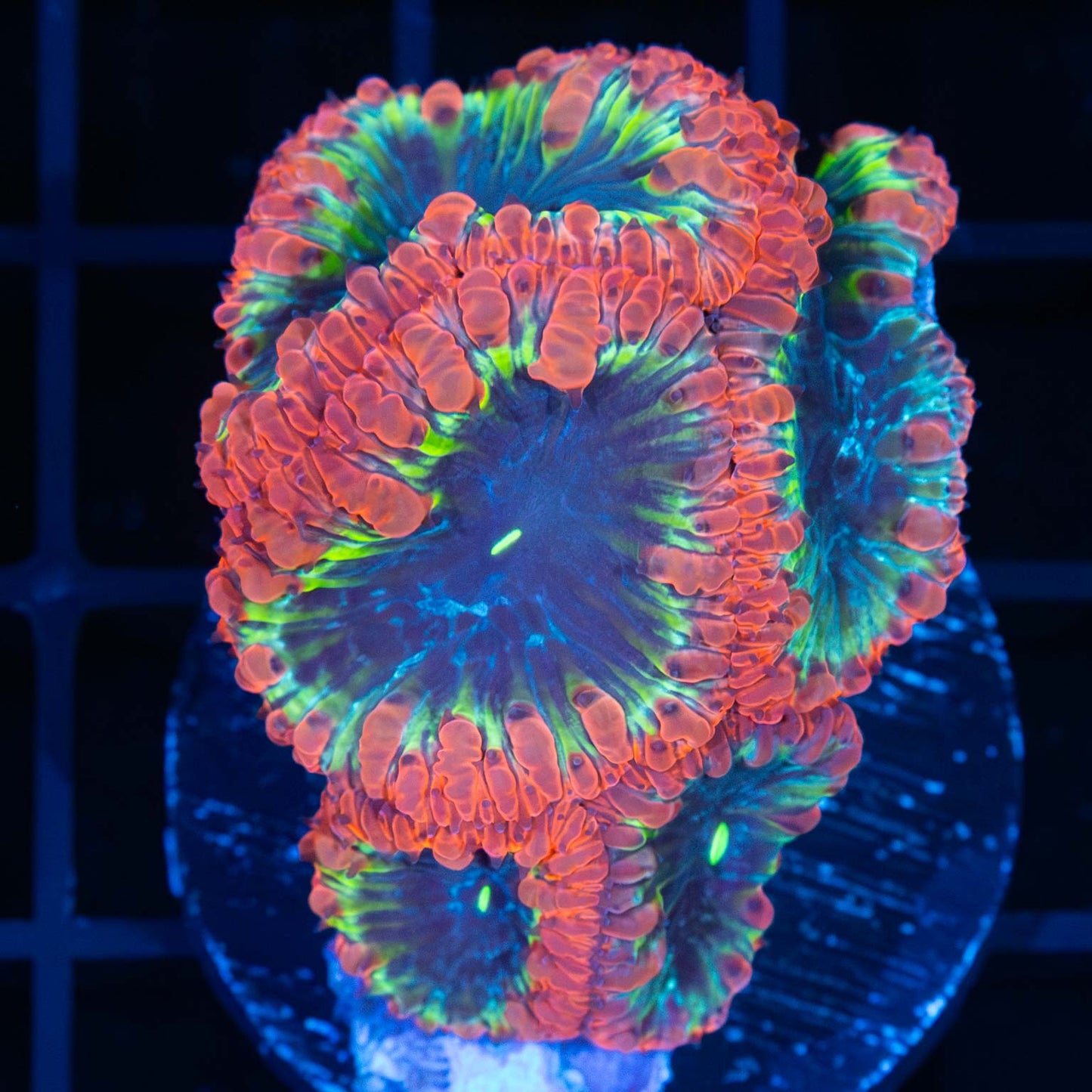 Rainbow Blastomussa Colony