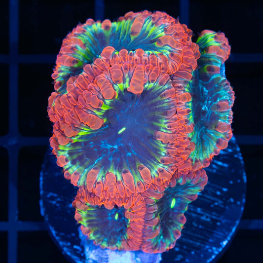 Rainbow Blastomussa Colony