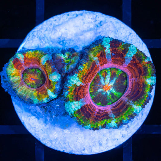 Rainbow Blossom Acan