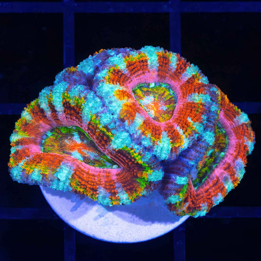 Rainbow Blossom Acan