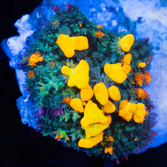 Rainbow Bounce Mushroom