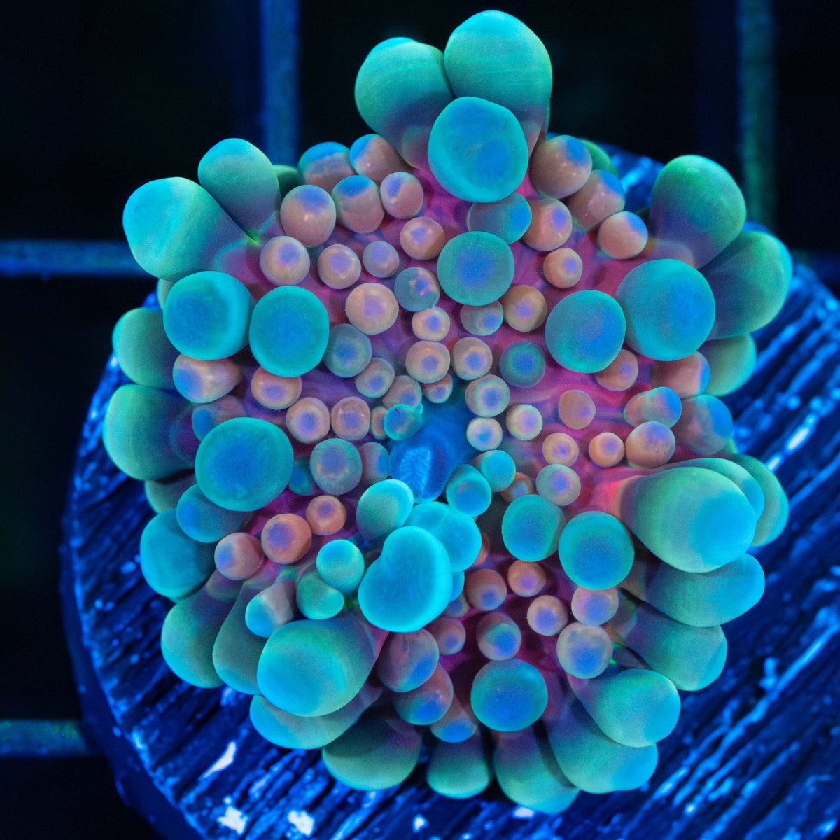 Rainbow Bounce Yuma Mushroom