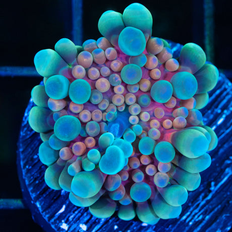 Rainbow Bounce Yuma Mushroom