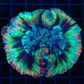 Brain Coral 1