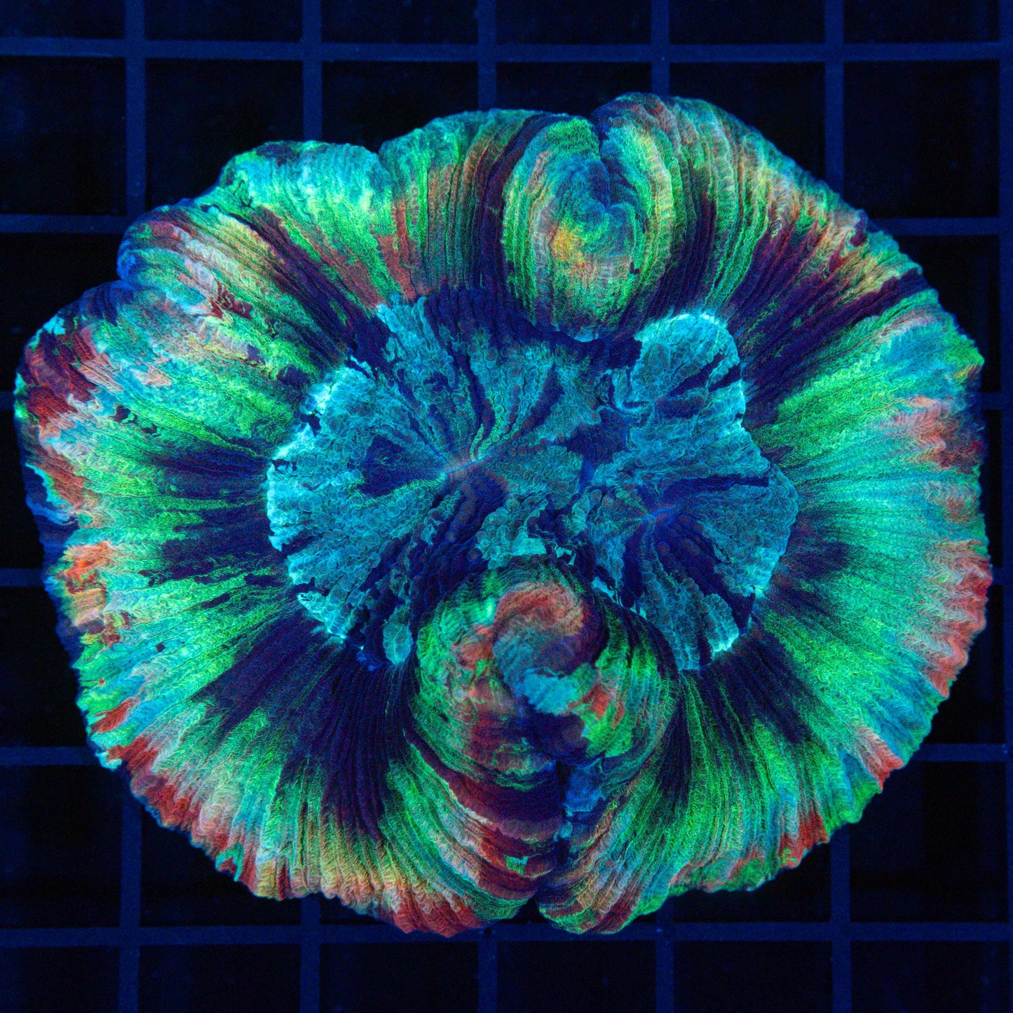 Rainbow Brain Coral