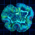 Brain Coral 2