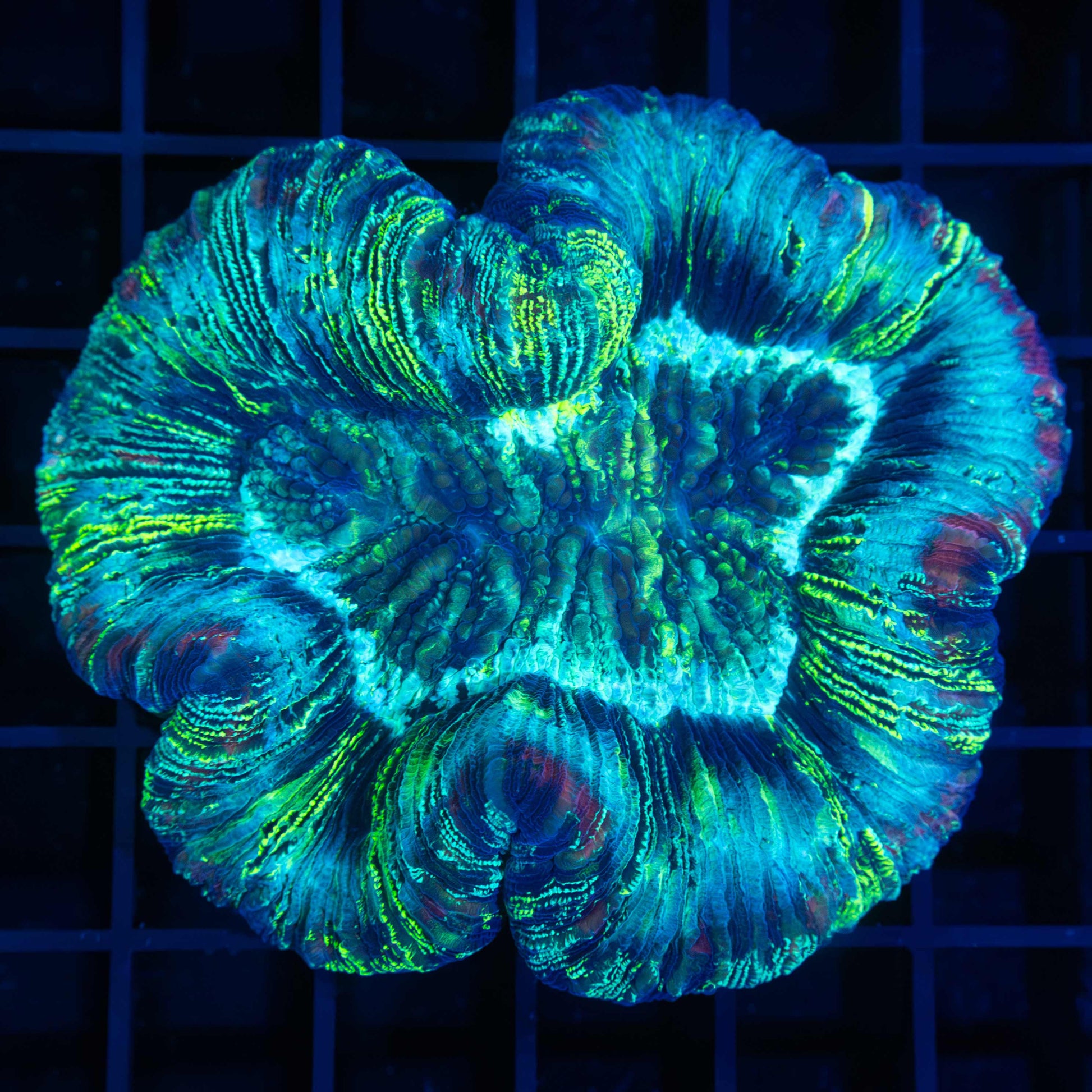 rainbow brain coral