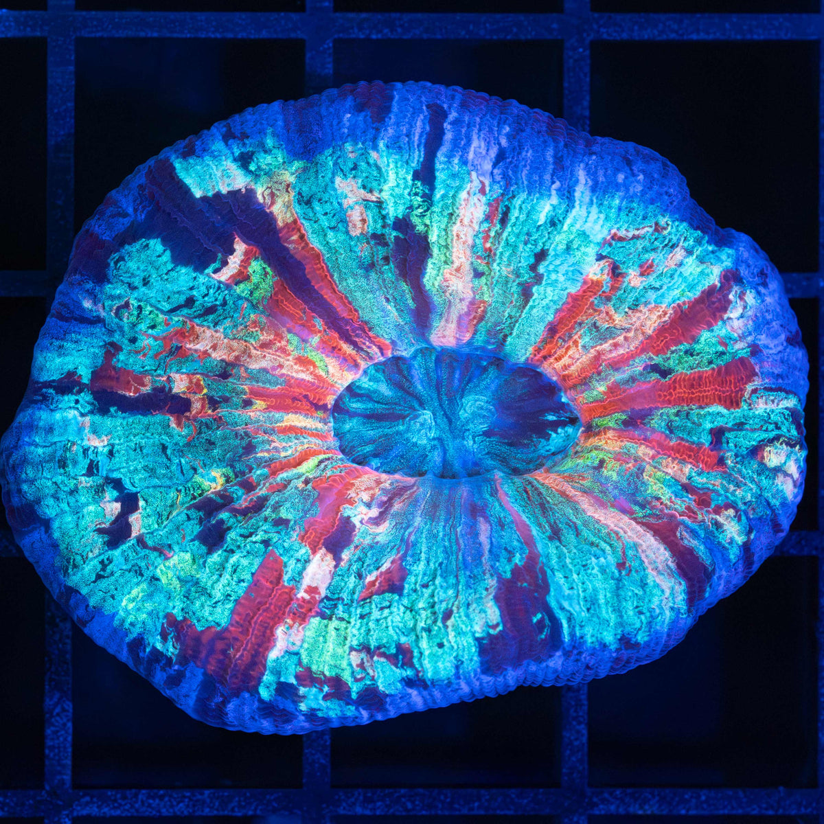 Rainbow Trachyphyllia