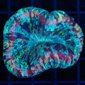Rainbow Trachy 2