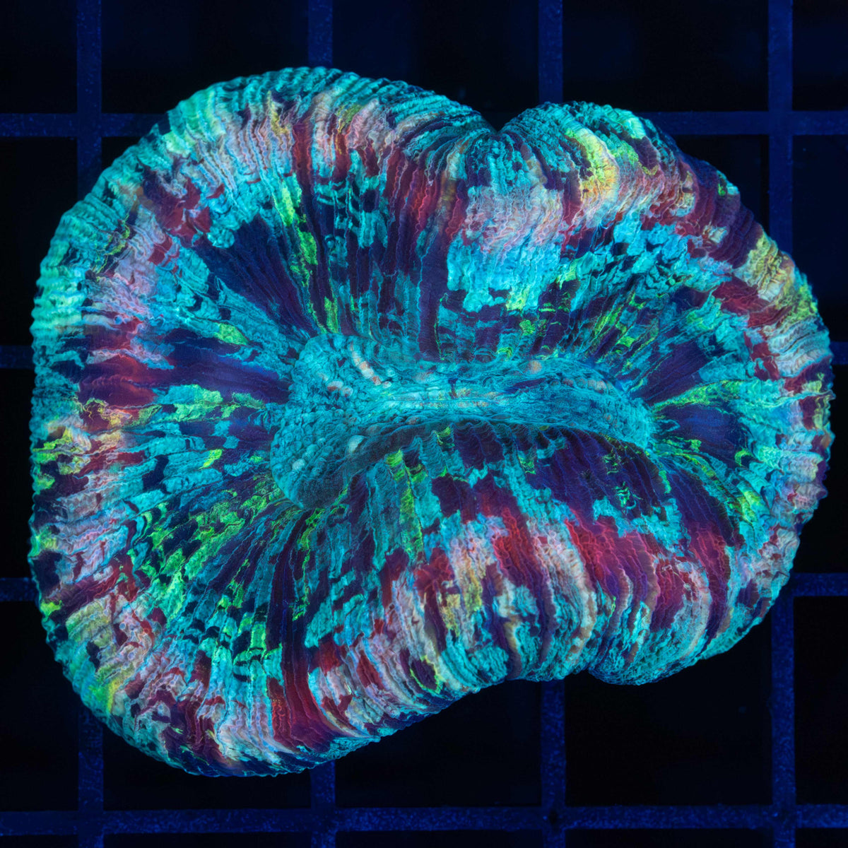 Rainbow Trachyphyllia
