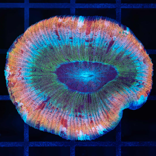 Rainbow Trachyphyllia