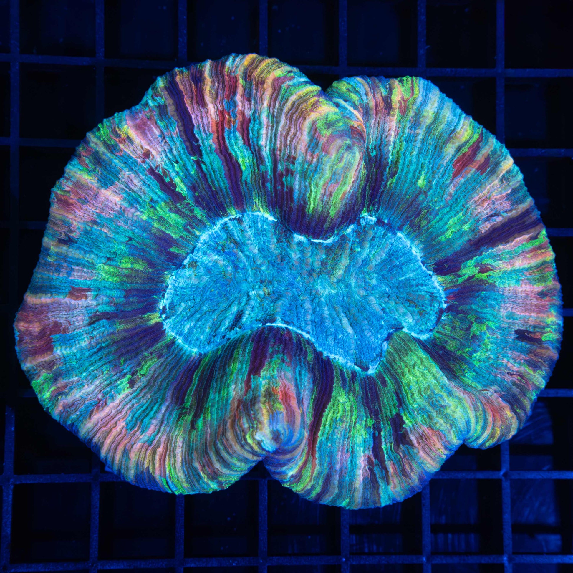 Rainbow Brain Coral