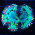 Brain Coral 3