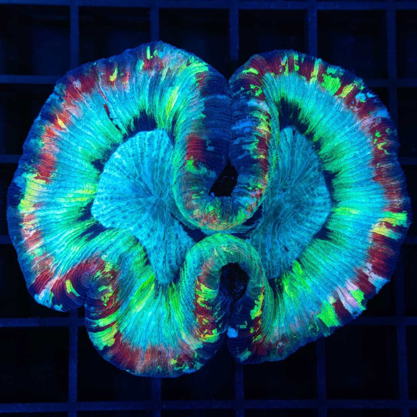 Rainbow Brain Coral