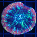 Rainbow Trachy 3