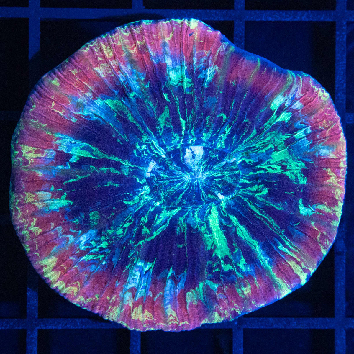 Rainbow Trachyphyllia