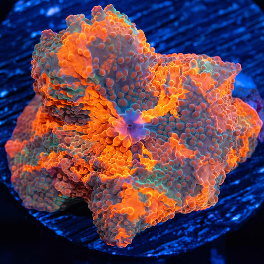 Large Rainbow Candy Crush