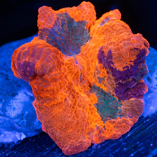 Rainbow Candy Crush Mushroom Coral (4 Colors!)