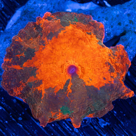rainbow candy crush mushroom