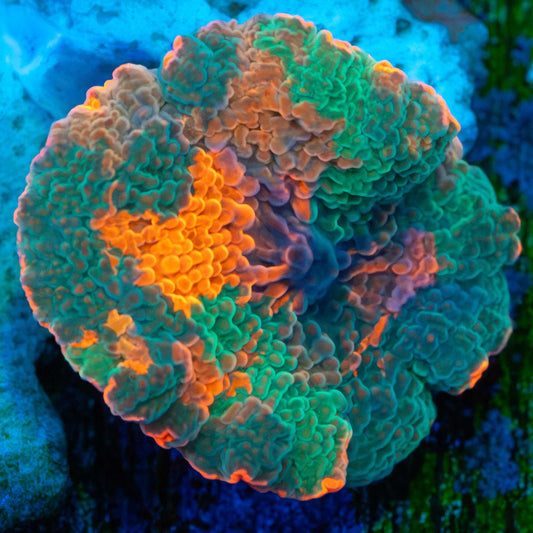 Rainbow Candy Crush Mushroom Coral