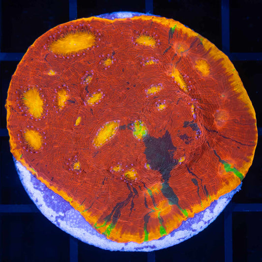 Rainbow Chalice Colony (Tank Grown)