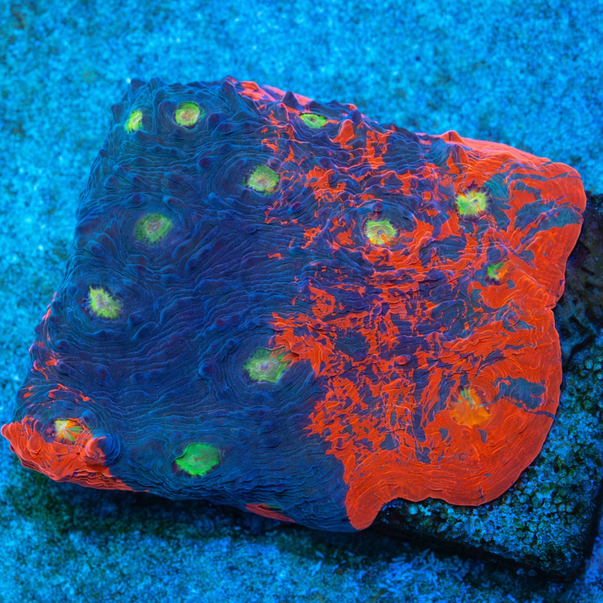 Rainbow Chalice Colony