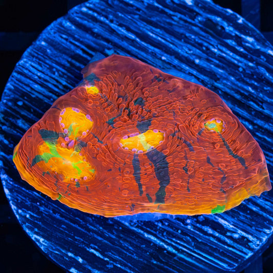 Rainbow Chalice Coral