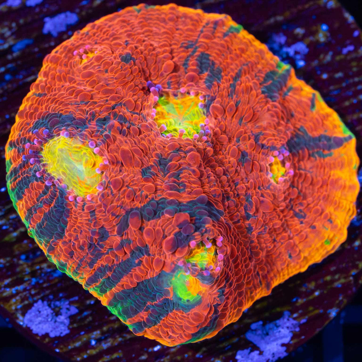 rainbow chalice coral frag