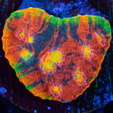 rainbow chalice coral large frag