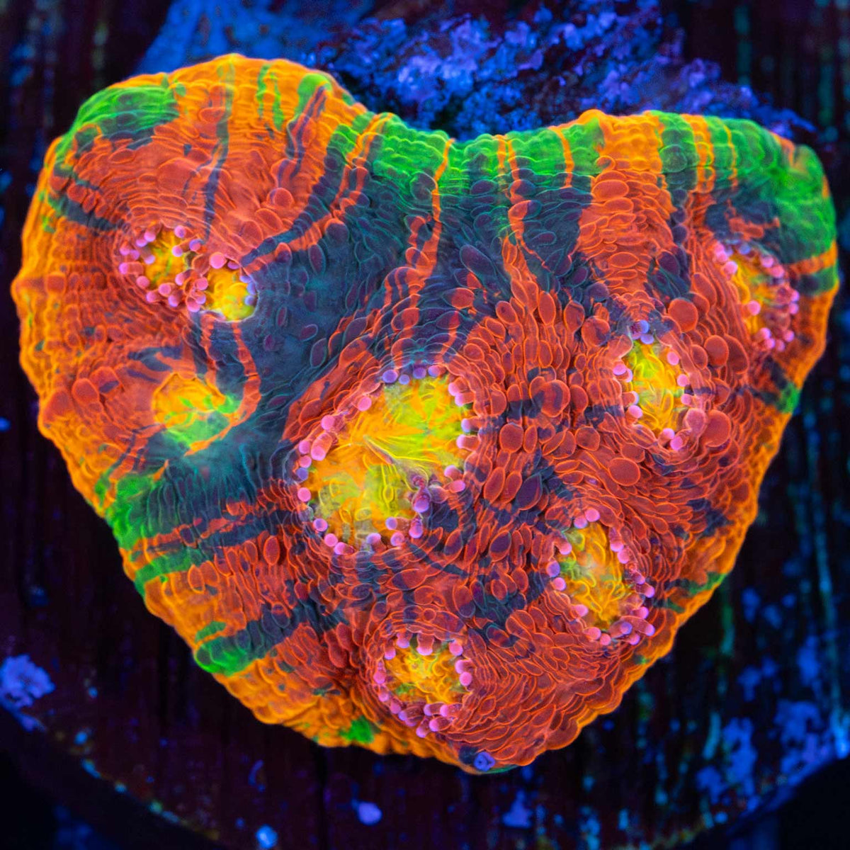 rainbow chalice coral large frag