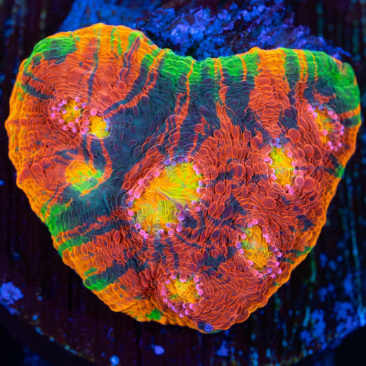 rainbow chalice coral large frag