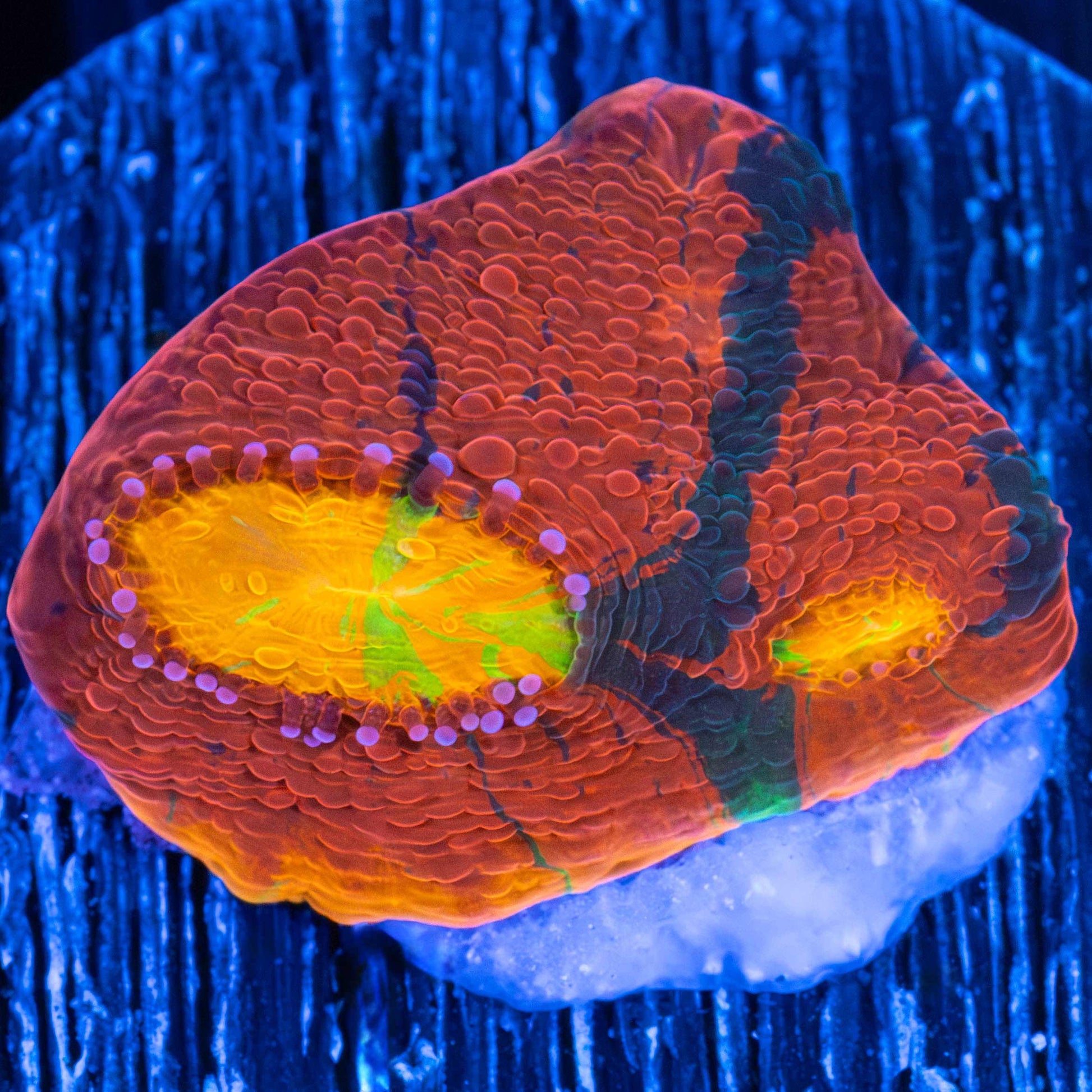 Rainbow Chalice Coral