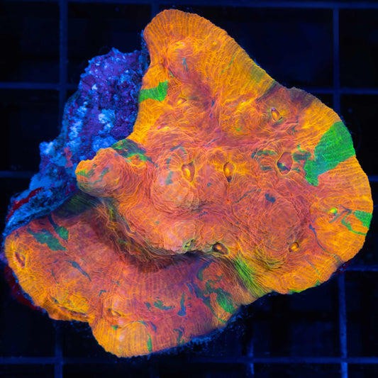 Rainbow Chalice Colony