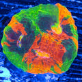 Small Frag Rainbow Chalice