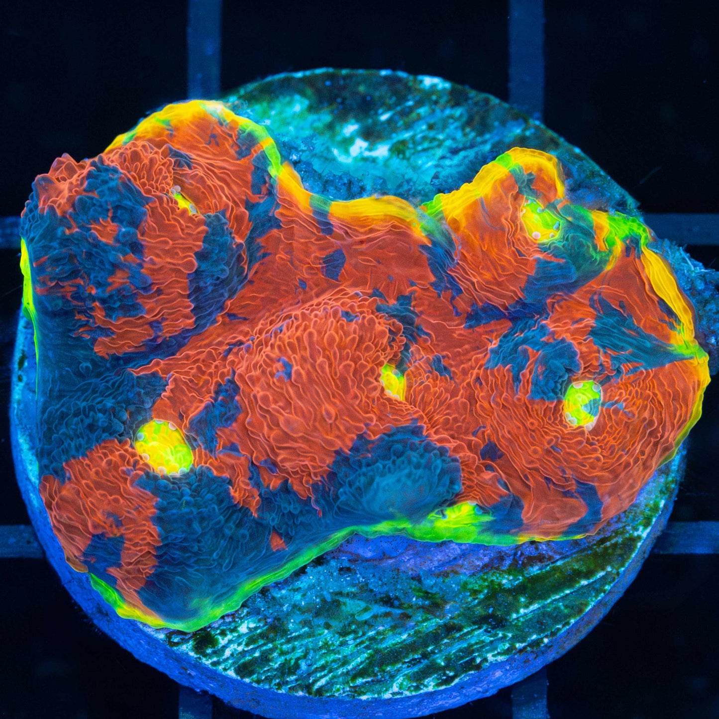 Rainbow Chalice XL Frag