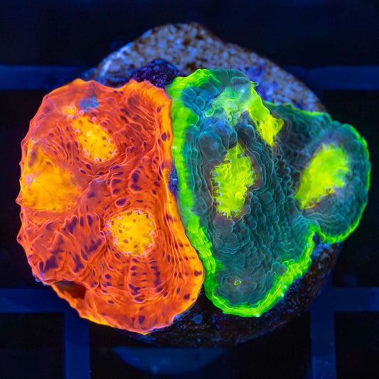 Rainbow Chalice