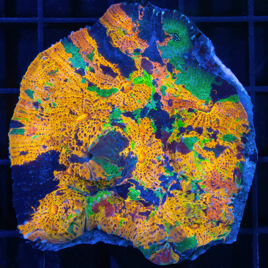 Rainbow Confetti Chalice Colony