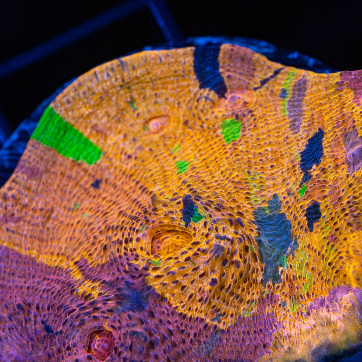 XL Rainbow Confusion Chalice 1.75"