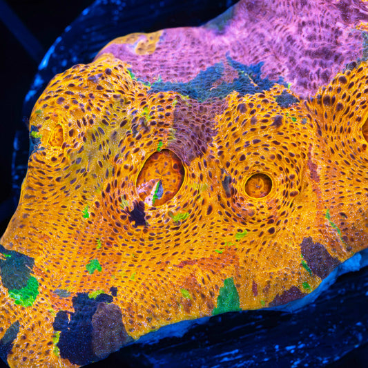 XL Rainbow Confusion Chalice 2.25"