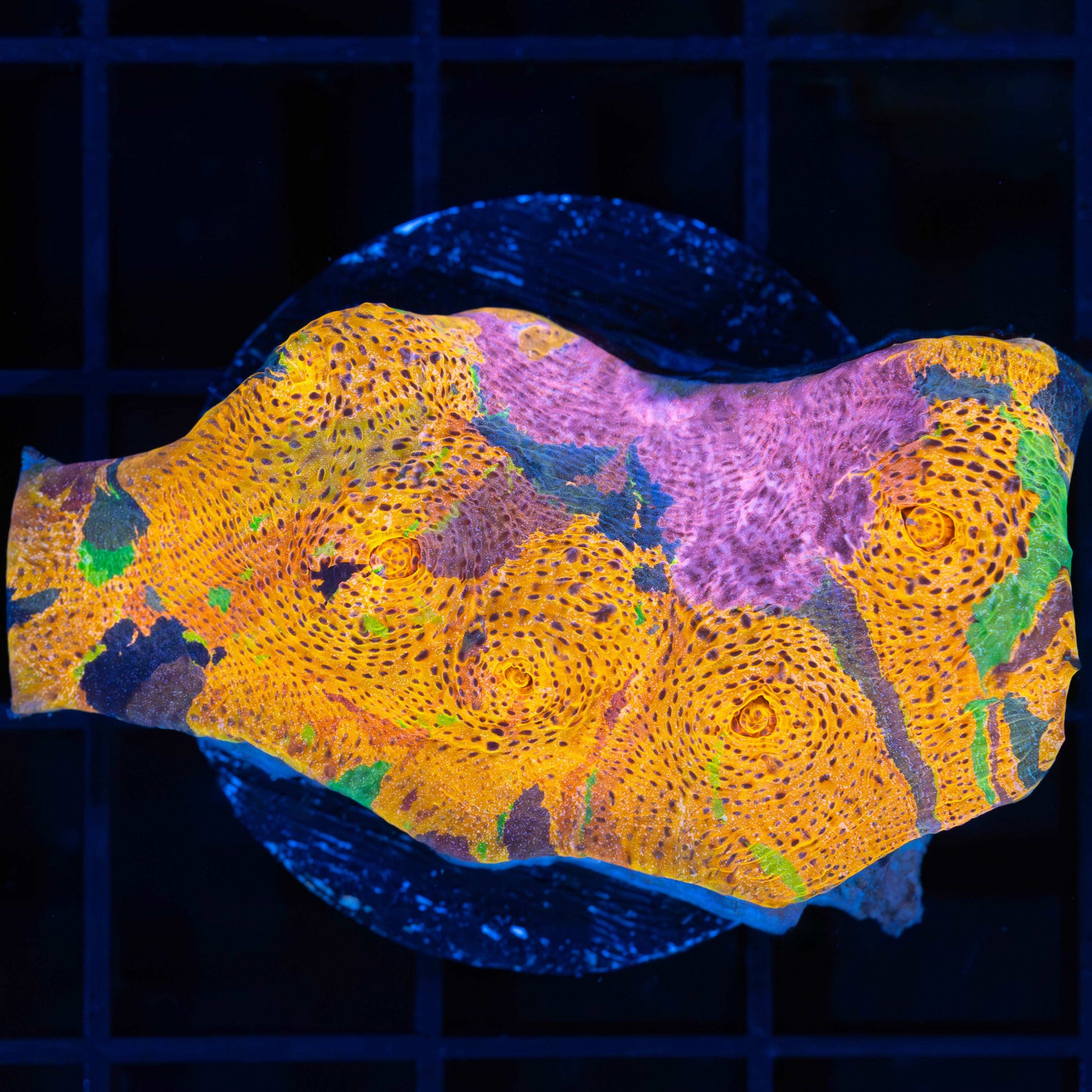 XL Rainbow Confusion Chalice 2.25"