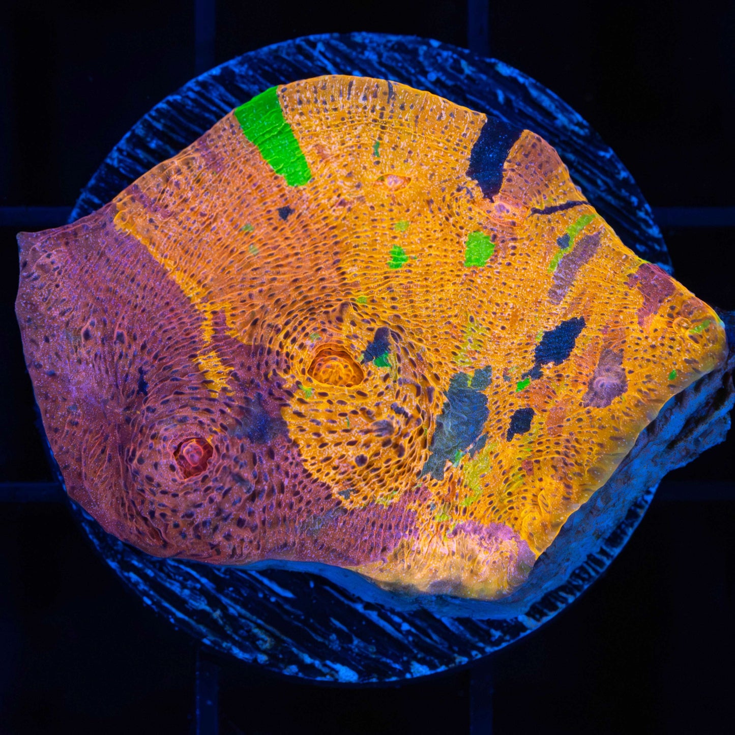 XL Rainbow Confusion Chalice 1.75"