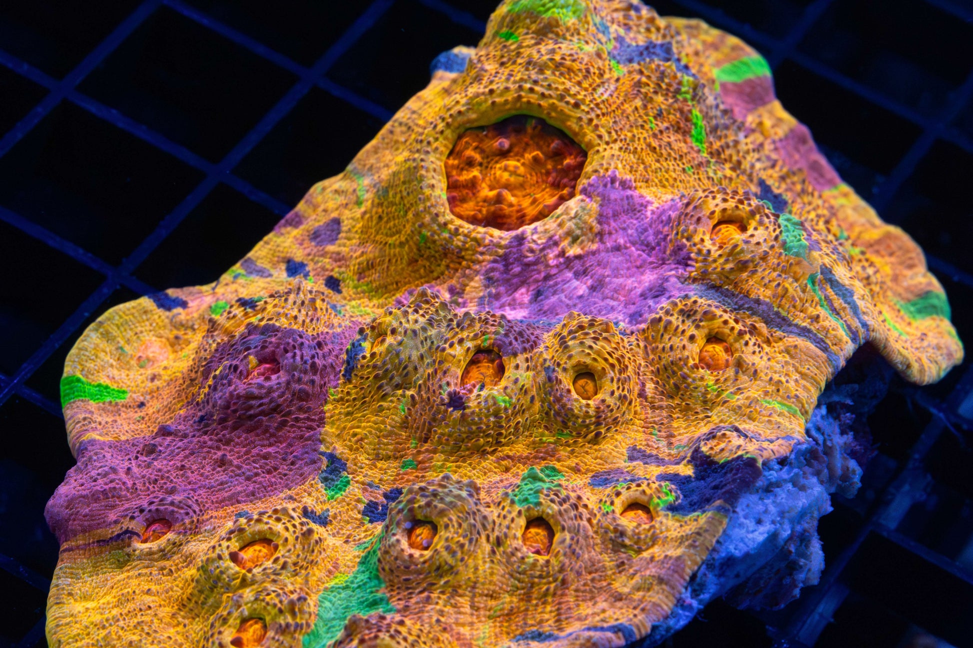 Rainbow Confusion Chalice