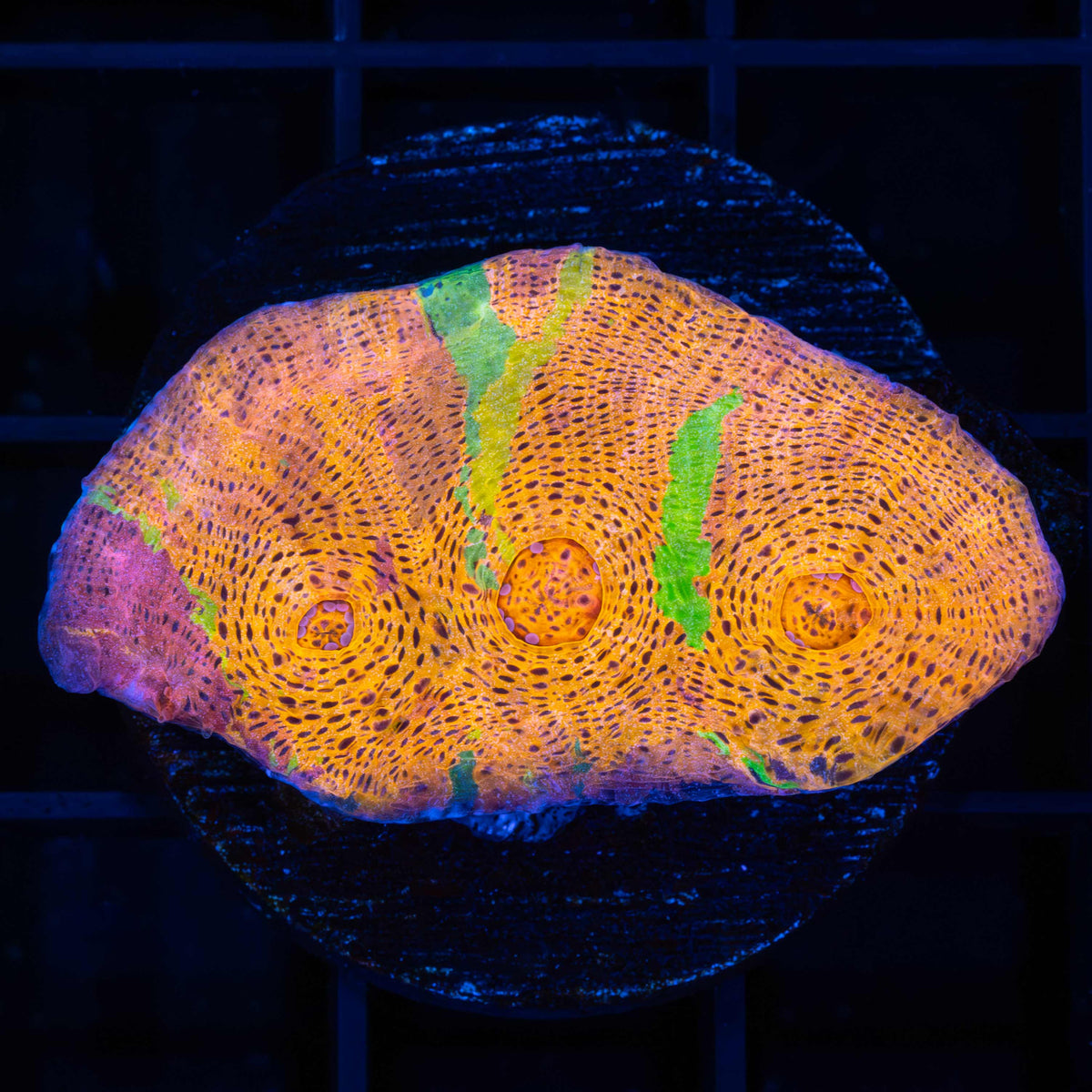 XL Rainbow Confusion Chalice 1.75"
