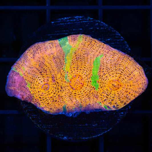 XL Rainbow Confusion Chalice 1.75"